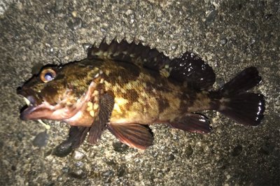 フロートでの釣果