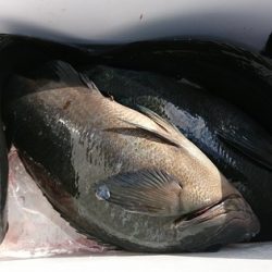 しば渡船 釣果