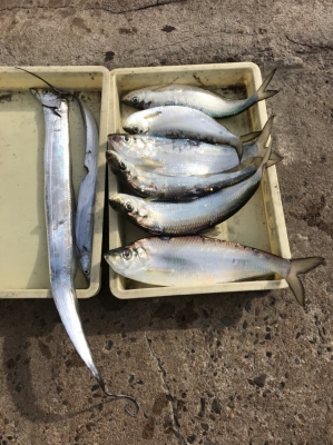 秀丸 釣果