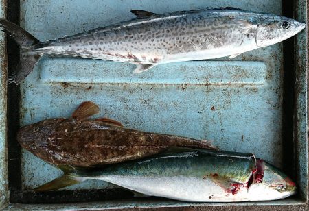 明神釣船 釣果