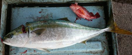 明神釣船 釣果