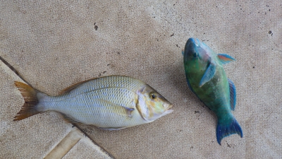 本部釣りイカダ 釣果