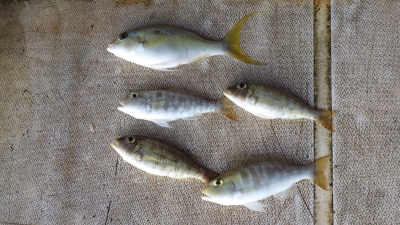 本部釣りイカダ 釣果