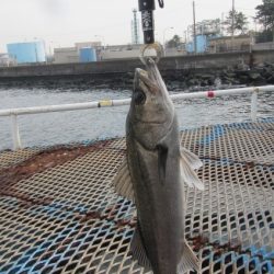 オリジナルメーカー海づり公園(市原市海づり施設) 釣果