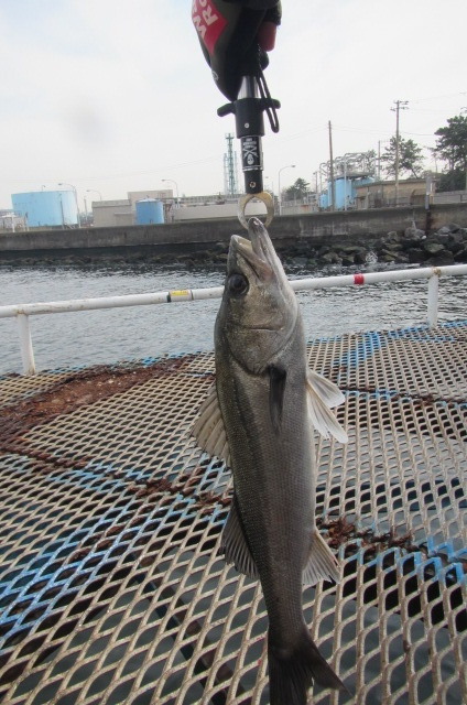 オリジナルメーカー海づり公園(市原市海づり施設) 釣果