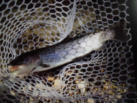 高萩ふれあいの里フィッシングエリア 釣果