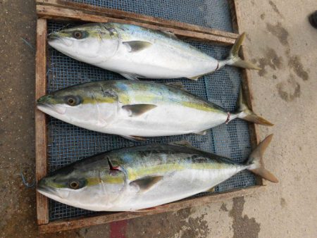 大進丸（愛知） 釣果