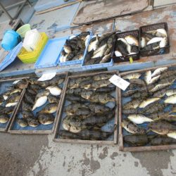 大進丸（愛知） 釣果