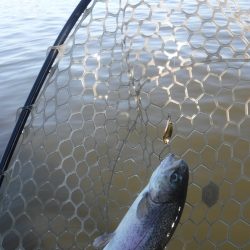 浜名湖フィッシングリゾート 釣果