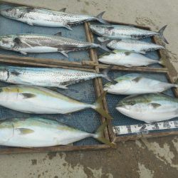 大進丸（愛知） 釣果