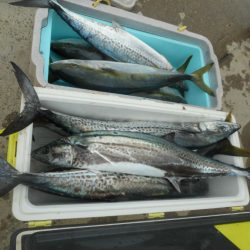 大進丸（愛知） 釣果