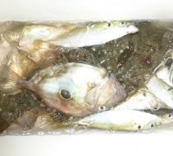 功成丸 釣果