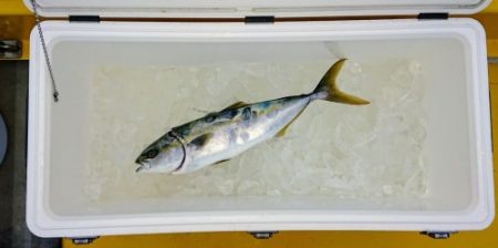 火遠理丸（ほおりまる） 釣果