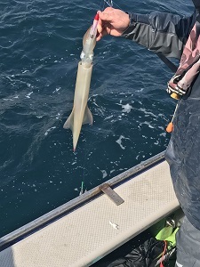 利八丸 釣果