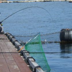 淡路じゃのひれフィッシングパーク 釣果