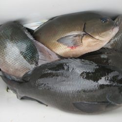 濱田渡船 釣果