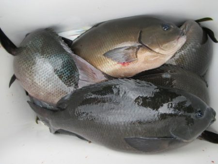 濱田渡船 釣果