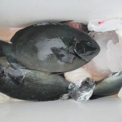 濱田渡船 釣果