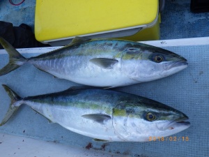 石川丸 釣果