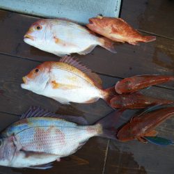 小海途 釣果