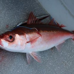 へいみつ丸 釣果