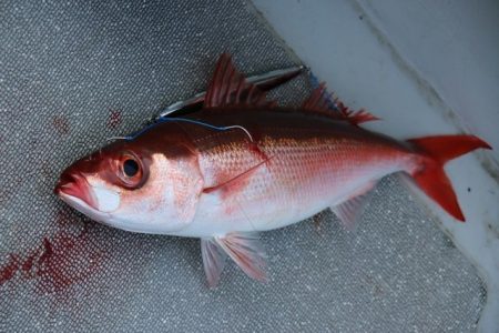 へいみつ丸 釣果