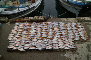 魚英 釣果