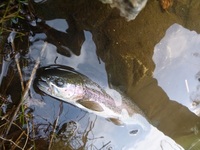 秩父フライフィールド 釣果