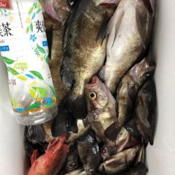 豊和丸 釣果