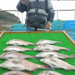 海の釣堀 海恵 釣果