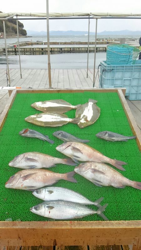 海の釣堀 海恵 釣果