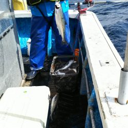 芳陽丸 釣果