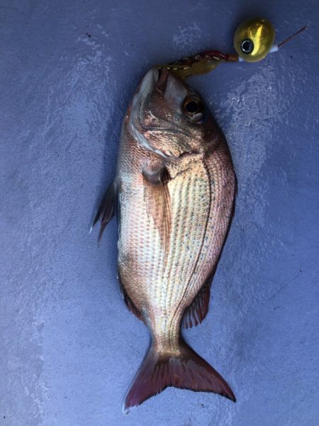 新幸丸 釣果