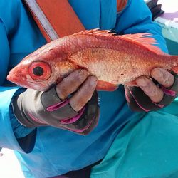 ぽん助丸 釣果