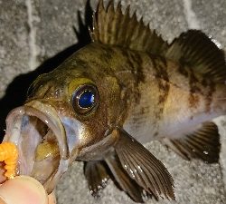 ２ヶ月ぶりの釣果