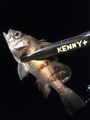 釣れます釣れます！