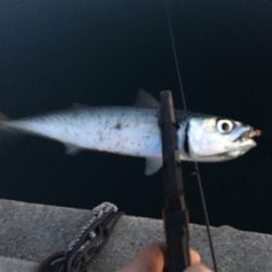 久し振りの淡路島釣行