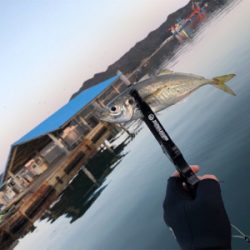 鯖祭り〜のプラッキング@福良漁港