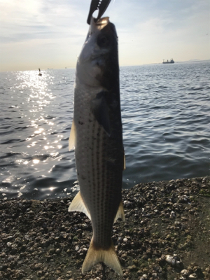 南港釣り公園