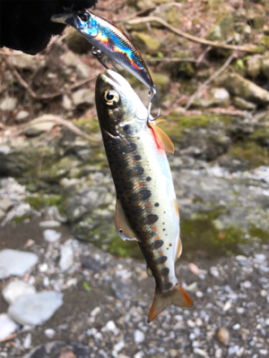 今年初の渓流