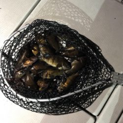 メバルは春告げ魚でした。