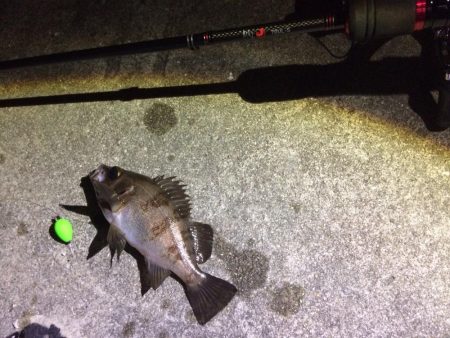 灘浜メバリング 兵庫県 瀬戸内海側 妻鹿 白浜 漁港 メバリング メバル 陸っぱり 釣り 魚釣り 釣果情報サイト カンパリ