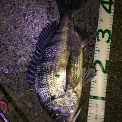 シーバス狙いで釣れたのは…。