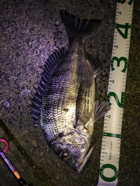 シーバス狙いで釣れたのは…。