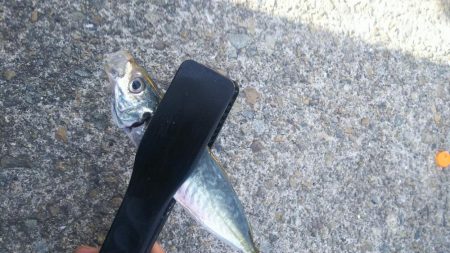 本日早朝の釣果