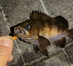 ２ヶ月ぶりの釣果