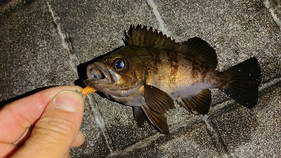 ２ヶ月ぶりの釣果