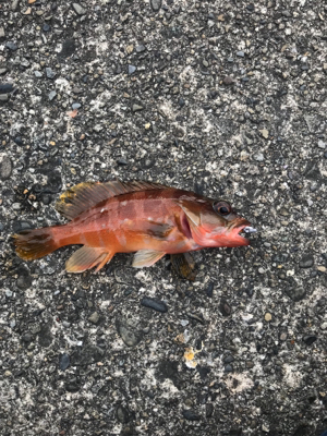 鯵が食べたい