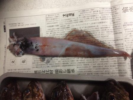 イカ&根魚