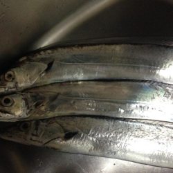 連日太刀魚釣果